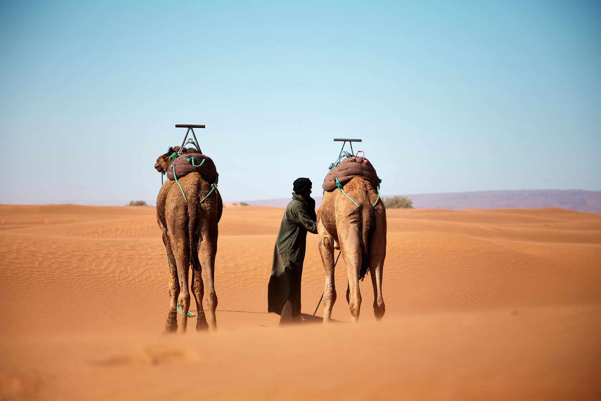 Camels in desert